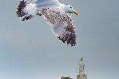 15-05-41-Agnes-D-Rencontre-fortuite...