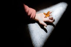 15-06-xx-Butterfly-30012022-2