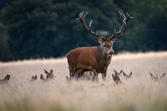 02-02-49-Alain-C_DSC6281