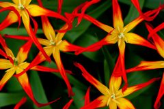 13-04-43-CG-IP-COULEUR-2