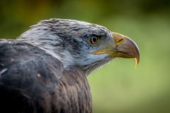 07-03-49-Jacques-MARCEL-Laigle-royal