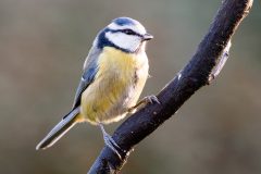 05-03-45-Jean-C-Mesange-bleue