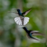 11-01-53-Robert-M-C-28012018-_RCM6021