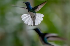 11-01-53-Robert-M-C-28012018-_RCM6021