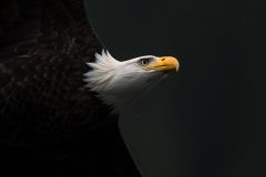 11-02-52-Robert-M-C-02012020-_RCM1530