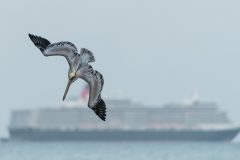 11-03-49-Robert-M-C-26012018-_RCM5358