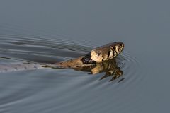 11-04-47-Robert-M-C-21062017-_RCM6429