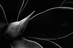04-37-CG-IP-MONO-4