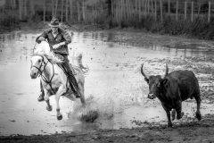 02-54-Jacques-MARCEL-Camargue