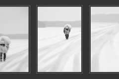 03-53-Jacques-MARCEL-Triptyque-neigeux