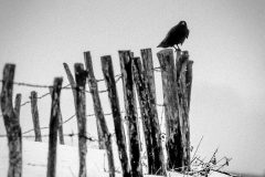 04-43-Jacques-MARCEL-Le-corbeau