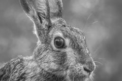 05-43-Jacques-MARCEL-LiEvre-sous-la-pluie