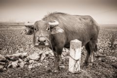 03-43-pascalgranger_FPF_NB-2-of-10